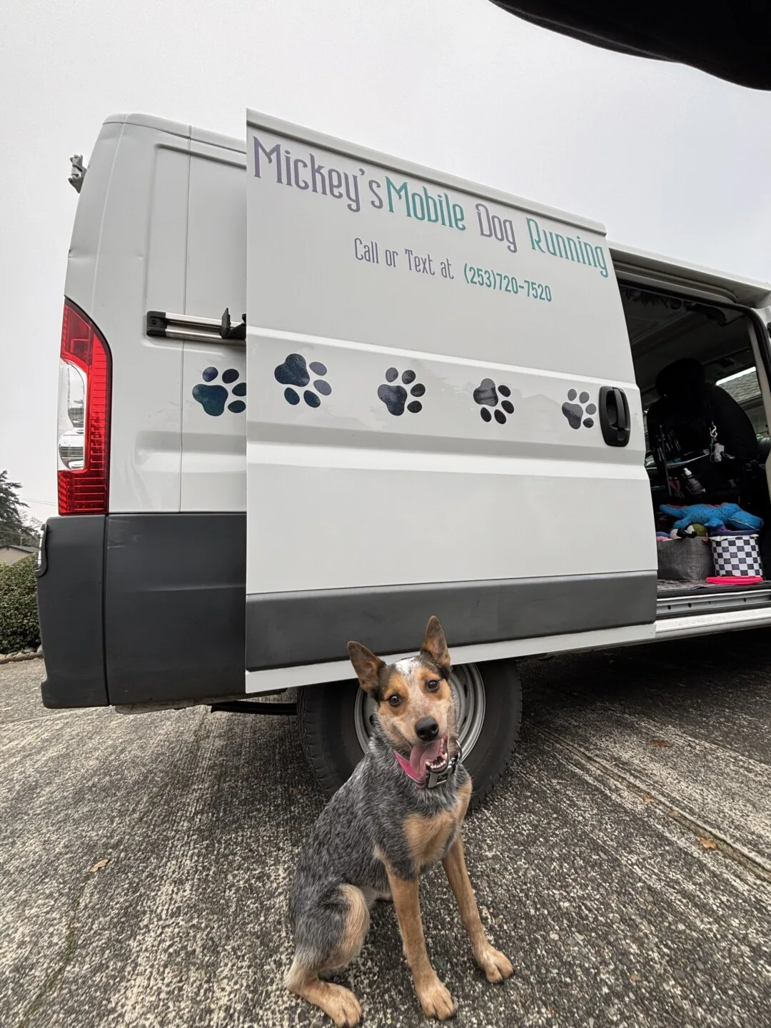 A dog running in the climate-controlled van